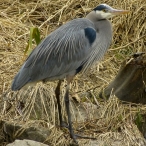 Great Blue Heron staring off