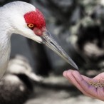 Sandhill eating out of hand @ Reifel Bird Sanctuary