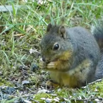A Hungry Douglas Squirrel