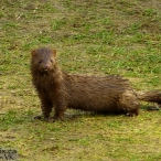 American Mink - checking me out