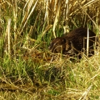 Beaver gnawing
