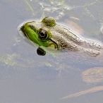 female Bullfrog @ Brydon Lagoon