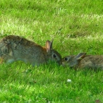 Bunny Rabbits kissing noses