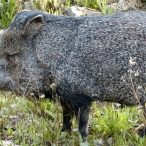 Collared Peccary at the zoo