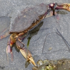 Dungeness Crab close up