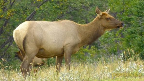 female Rocky Mountain Elk (cow)