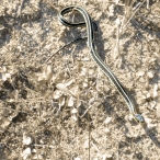 Garter snake - duotone