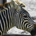 Grant's Zebra at the zoo - B&W & colour