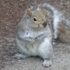 Eastern Grey Squirrel - dirt on the nose