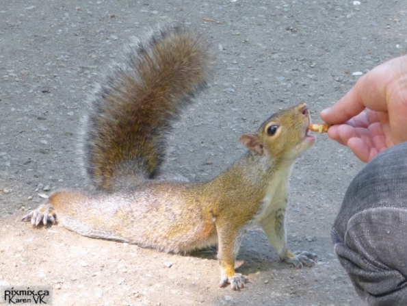 Eastern Grey squirrel stretching out for a walnut