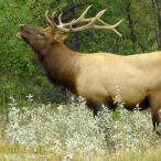 male Rocky Mountain Elk (bull) bellowing