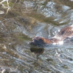 mink - swimming