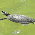 Red-eared Slider turtle - swimming