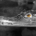 Spectacled Caiman at the zoo -b&w