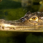 Spectacled Caiman at the zoo
