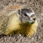 Yellow-bellied Marmot 2 - colour & sepia
