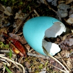 broken Robin's egg