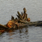 floating log