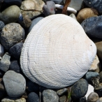 shell at the beach