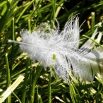 small feather in the grass - original softened