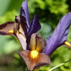 a bronzed Iris