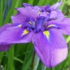 another purple iris