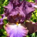 a diifferent bronze & purple Iris
