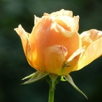 Karen & Ralph's orange rose