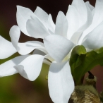 white Star Magnolia