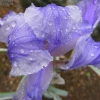 mauve Iris after the rain