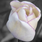 cream coloured Tulip - B&W
