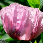 lavender Poppy