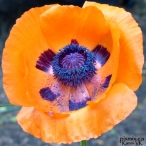 orange Poppy flower - Sendall Gardens