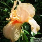 peach Bearded Iris - aaahhh