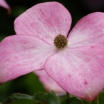 pink Dogwood flowers