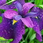 purple Iris after a shower