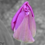 purple Tulip - B&W