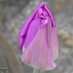 purple Tulip - mostly duotone