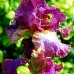 sprinkled bronzed Bearded Iris