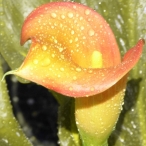 sprinkled orange Cala Lily - background: colourblind simulation