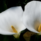 two white Cala Lilies