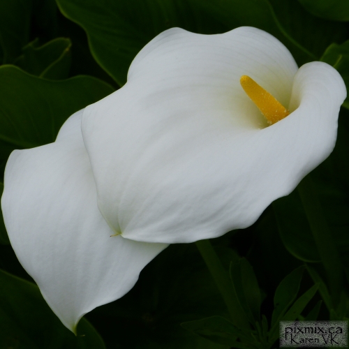 white Cala Lilies