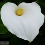 white Cala Lily