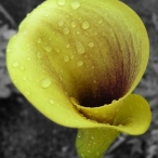 yellow cala Lily