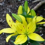 yellow Lillies - Sendall Gardens