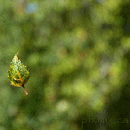 floating leaf gif