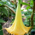 yellow Datura - Sendall Gardens