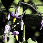 Bittersweet, or Woody Nightshade (Solanum dulcamara)
