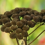old, dried, brown Common Tansy