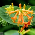 Coral Honeysuckle - orange wildflowers